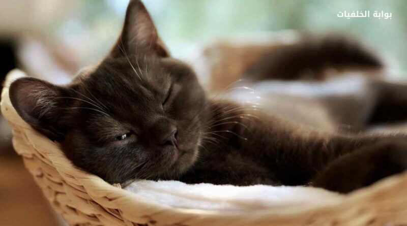 سبب نوم القطط كثيرًا وعدم الأكل!