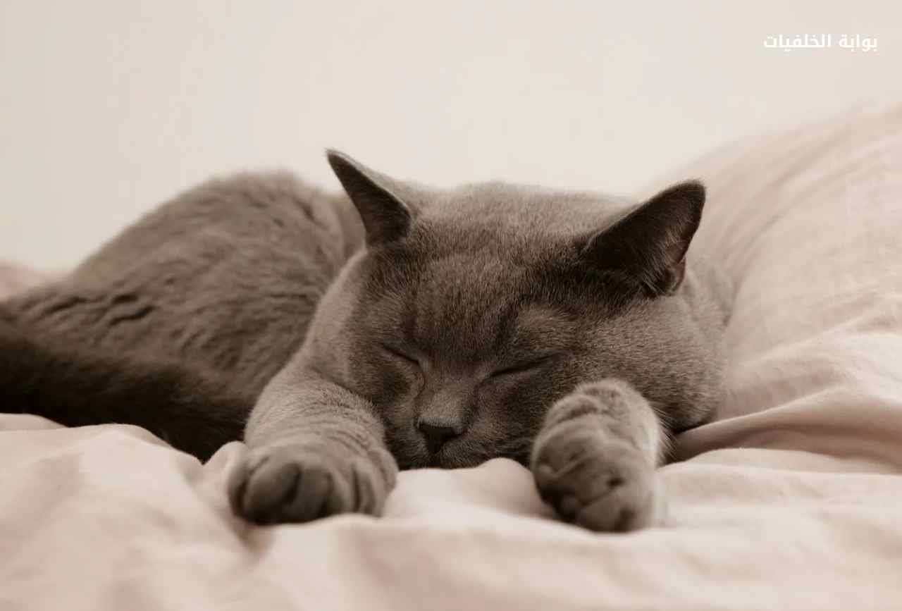 سبب نوم القطط كثيرًا وعدم الأكل!
