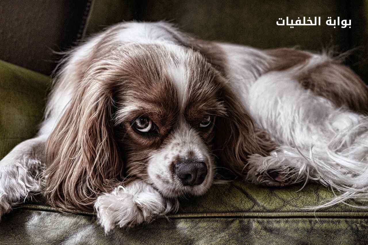 علاج الإمساك عند الكلاب