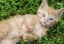علاج الفطريات عند القطط