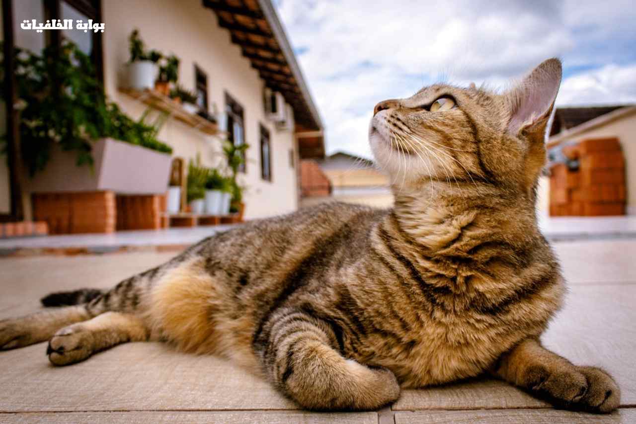 كيفية تهدئة القط الذكر في موسم التزاوج ؟